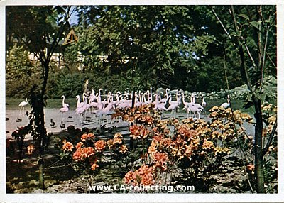 HAMBURG - CARL HAGENBECKS TIERPARK - FLAMINGO-WIESE....